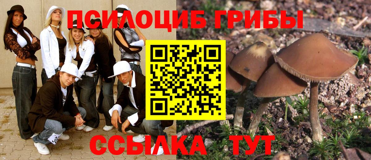 Луховицы  Псилоцибиновые грибы Cubensis  Вход с VPN 